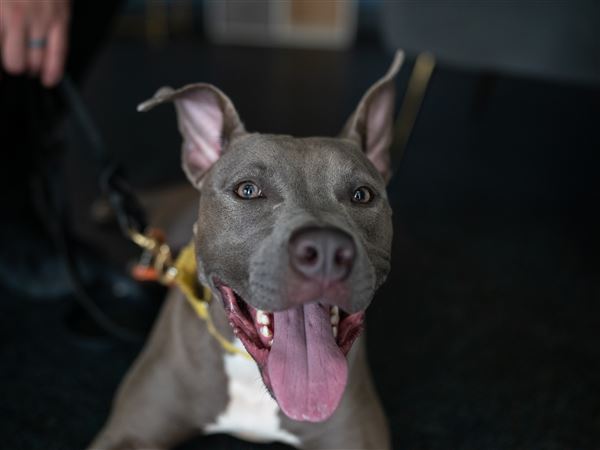 Under new Ohio law, dogs that kill, seriously injure humans must be destroyed