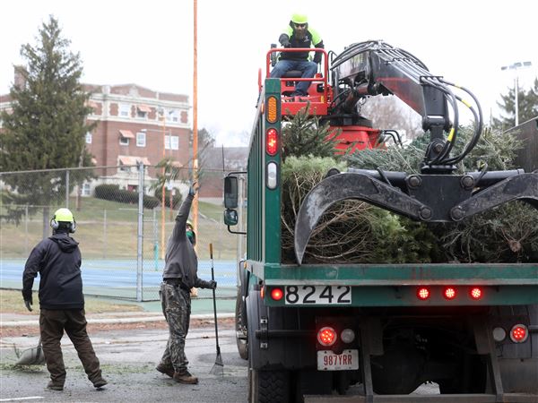 There's still time to recycle natural Christmas trees