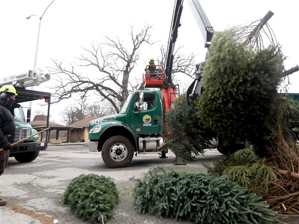 Toledo announces hours for Christmas tree recycling