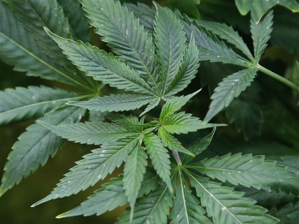 Group files to place cannabis bill referendum before Ohio voters