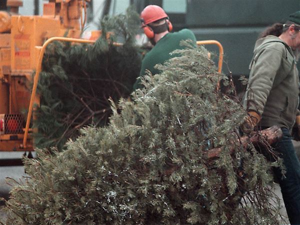 Maumee to collect discarded Christmas trees throughout January