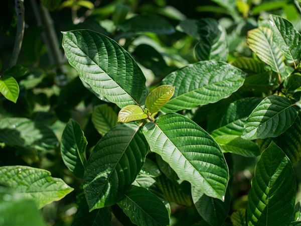 Pharmacy board moves to ban natural kratom in Ohio