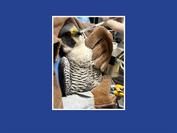 University of Toledo falcon recovering after wing injury; future uncertain