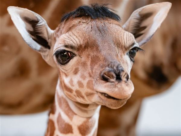 Toledo Zoo welcomes newborn giraffe, Eugene