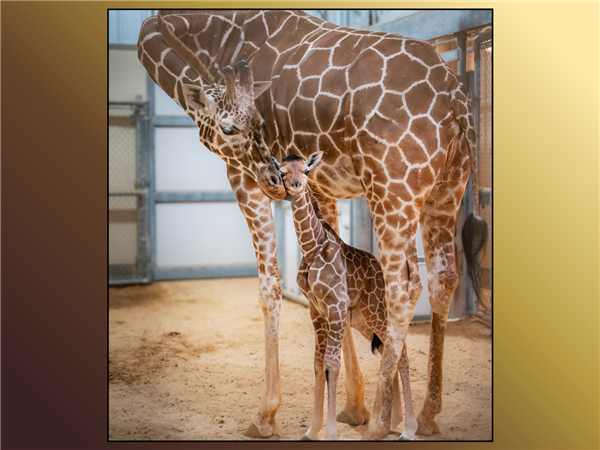 Toledo Zoo welcomes newborn giraffe, Eugene