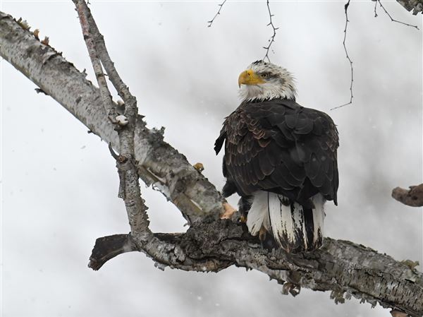 At least 715 bald eagles — maybe more — are wintering in Ohio