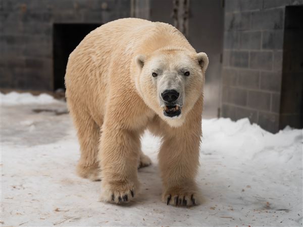 Toledo Zoo welcomes return of Nuka the polar bear