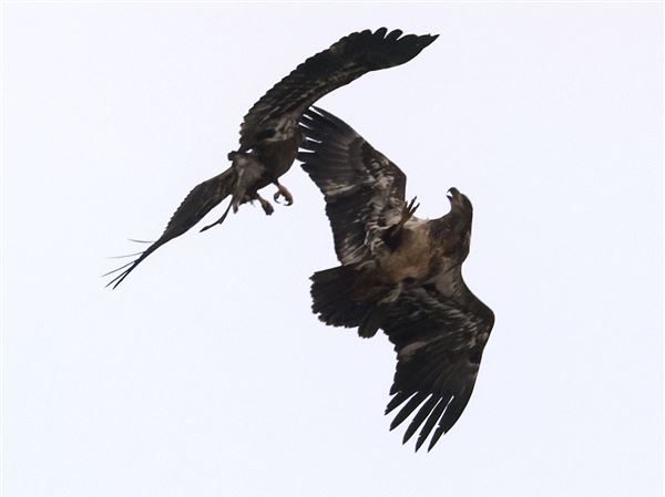 Wildlife enthusiasts brave cold for rare eagle-watching opportunity