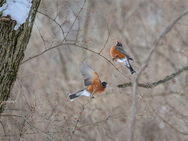 Photo gallery: Best pictures for week ending Feb. 5