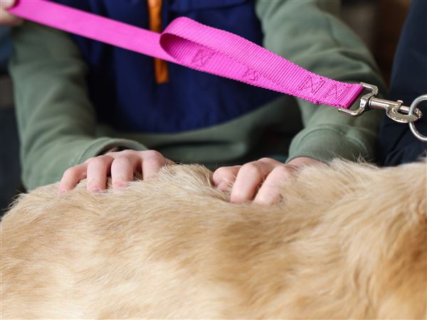 Photo Gallery: Golden Retriever Meet &amp; Greet