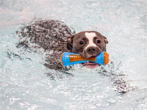 Caninballz opens up for pup party