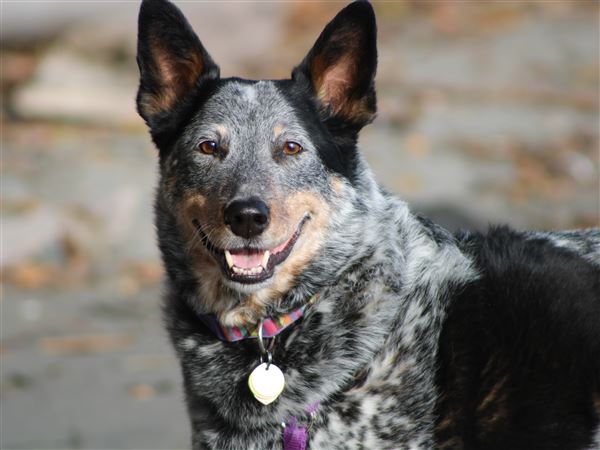 Daisy is Wood County’s top dog name for 2026, auditor says