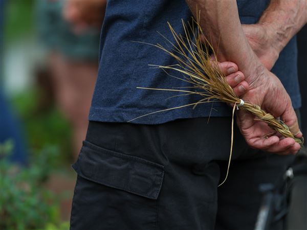 Maumee tree commission to share long-term plans