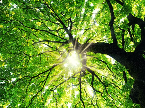 Scholarships open for students studying forestry