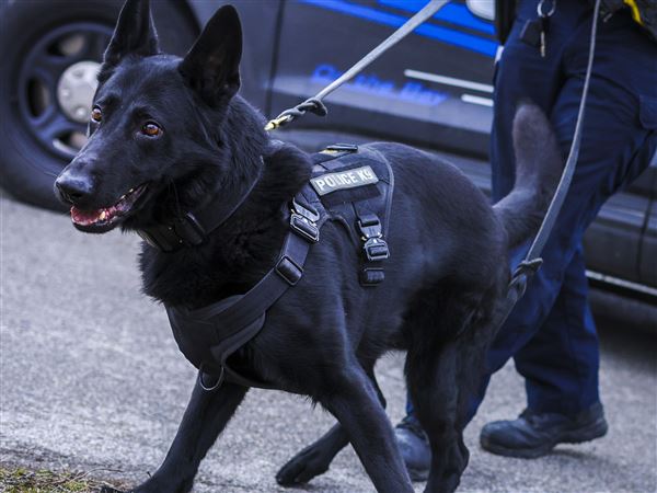 Zorro, Oregon's newest K-9, helping keep city safe