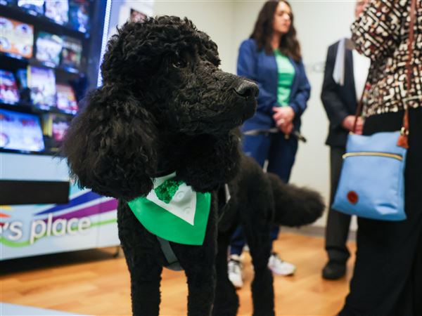 New facility dog a calming presence in ProMedica children’s units