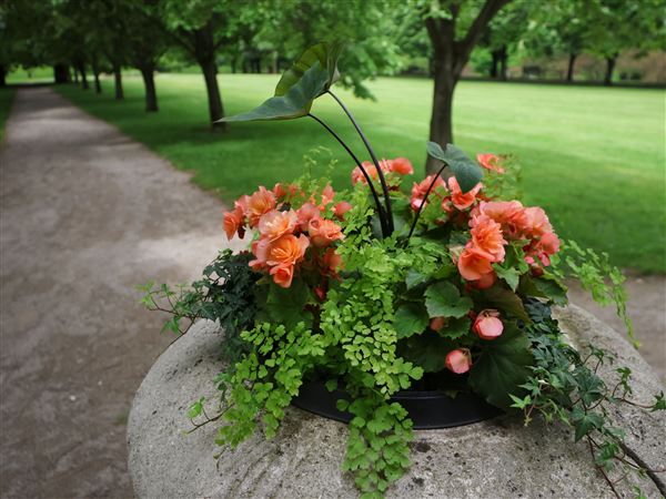 Caterpillar documentary screening set for Toledo Botanical Garden