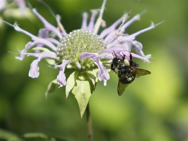 Conservation district hosting pollinator, wildlife habitat workshop
