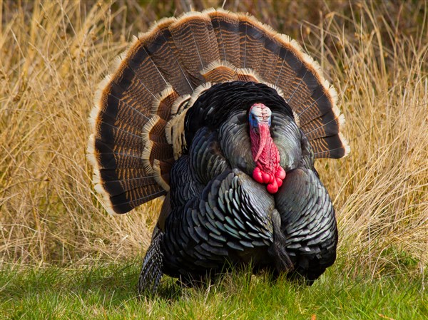 Turkey-Tom.jpeg