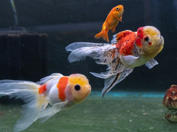 View of Image result for oxidation treatments for goldfish