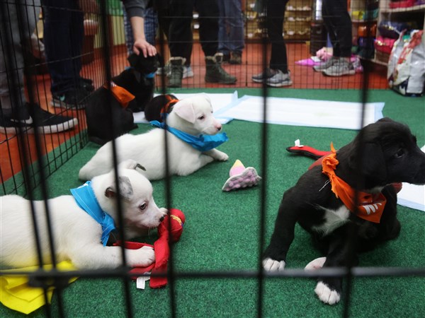 Tractor Supply hosts LC4 adoption event