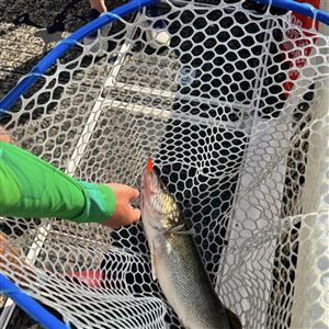 cyclops fishing lure Cyclops GoggleEye Electric Yellow Rainbow Pearl Flash