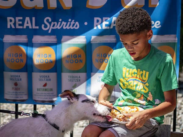 Bark and Brunch brings dogs, potential adopters together in laid-back environment