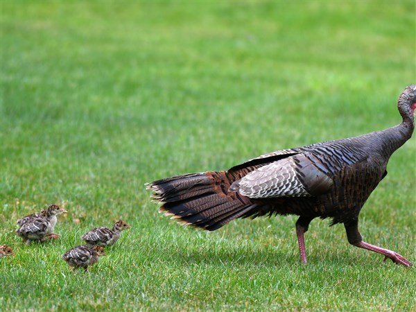 Exploring Nature: Discovering the Right Area May Lead to Bass Success; Share Turkey and Grouse Sightings Exploring Nature: Discovering the Right Area May Lead to Bass Success; Share Turkey and Grouse Sightings