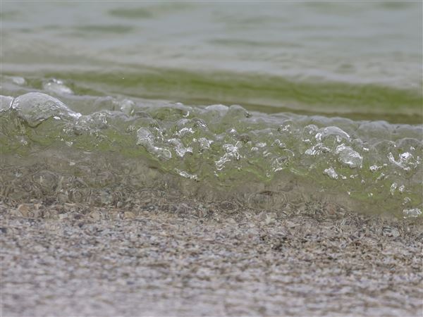 Algal bloom has begun, though toxins are still low
