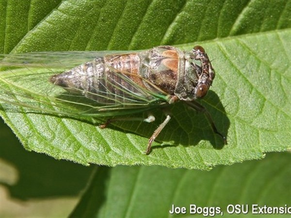 Stone: Dog-day cicadas make their summer song heard