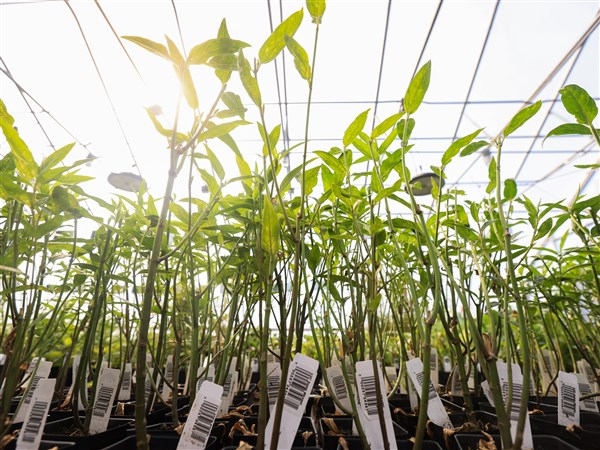 Fall native plant sale in Whitehouse set