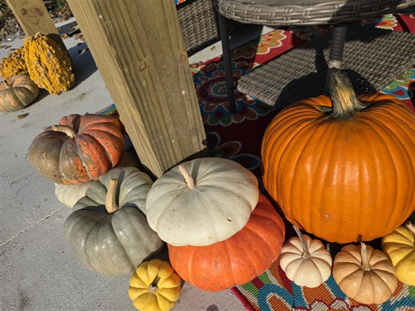 Stone: From pumpkins to gourds, fall’s bounty comes in all shapes and ...
